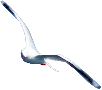 Montague Island Seagull